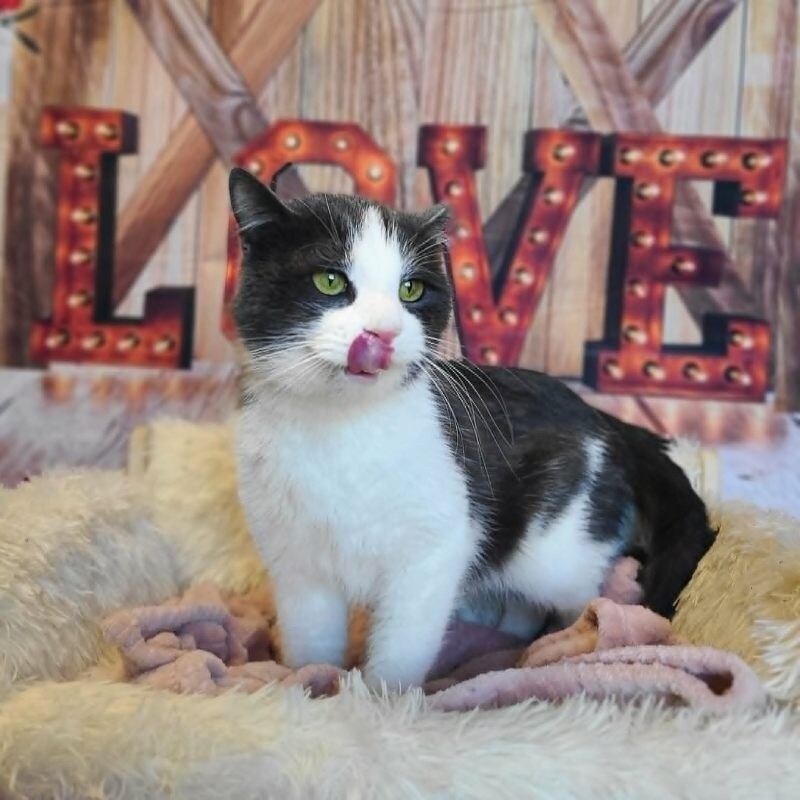 Picture of the Animal Listed